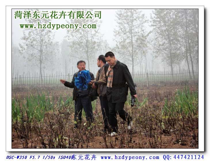 2011年11月5日上海植物�@高�工程��康喜信先生（中）和�O西源先生（右）到我基地考察
